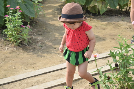 Lovely child is around sun flower summerの写真素材