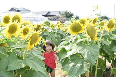 Lovely child is around sun flower summerの写真素材