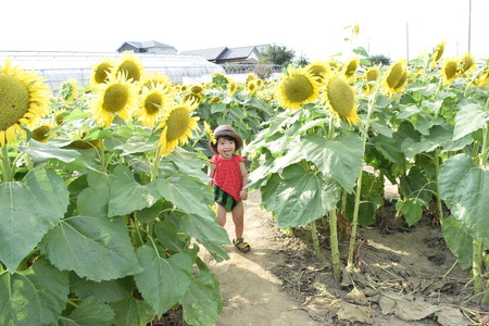 Lovely child is around sun flower summerの写真素材