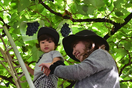 Young mother and her child eating grapesの写真素材