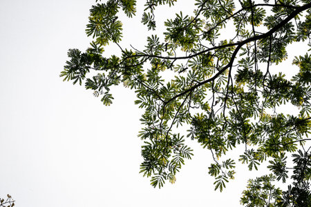 Green leaves isolated on white background.