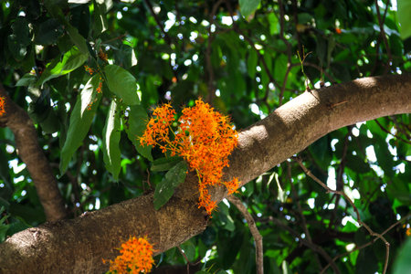 Saraca indica Linn, an orange flower blooming on the tree with green leaves.