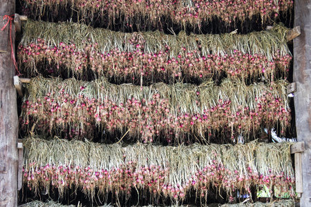 Onions drying in the sun in a vegetable garden in Thailand.