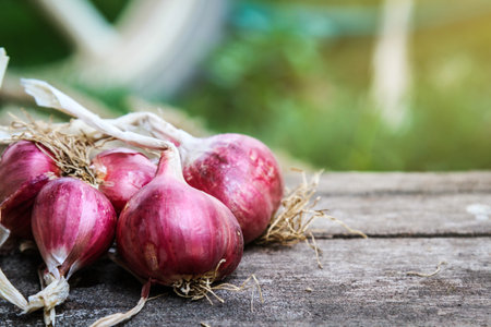 Organic red onions on wooden table in garden. Selective focus.