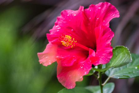 closeup red flower hibiscus chainease roseの写真素材