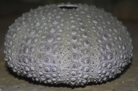 coral on backgroundの写真素材