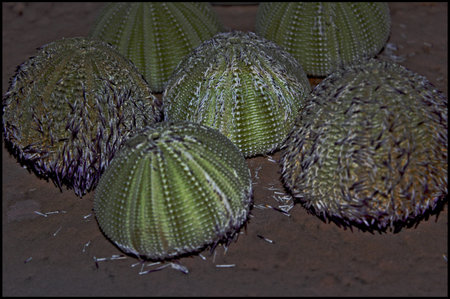coral on background