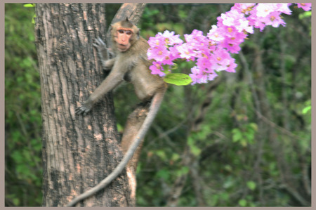 Monkey runs on the tree.の写真素材