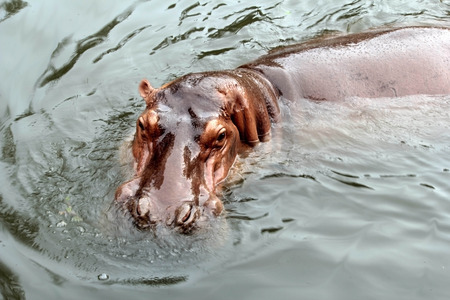 The hippopotamus is swimming in the pool.の写真素材