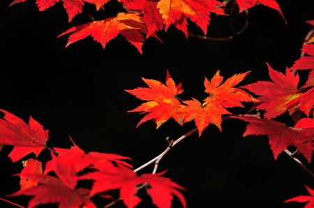 Red Mapleの写真素材