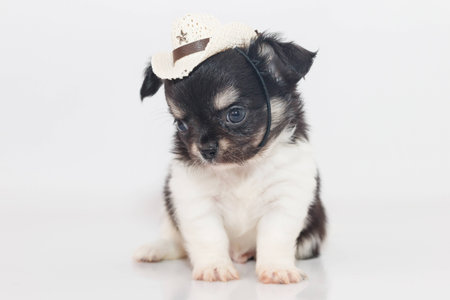 Cute Chihuahua puppy Wearing cowboy hat, sitting on white floor.の写真素材