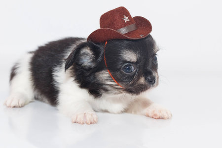Cute Chihuahua puppy Wearing cowboy hat, sitting on white floor.の写真素材
