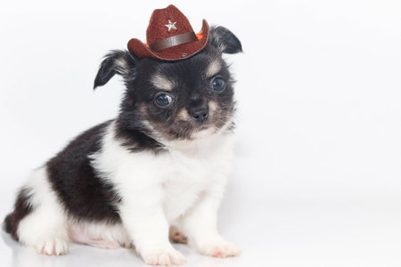 Cute Chihuahua puppy Wearing cowboy hat, sitting on white floor.の写真素材
