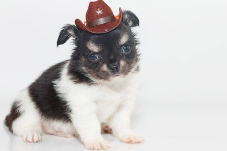 Cute Chihuahua puppy Wearing cowboy hat, sitting on white floor.の写真素材
