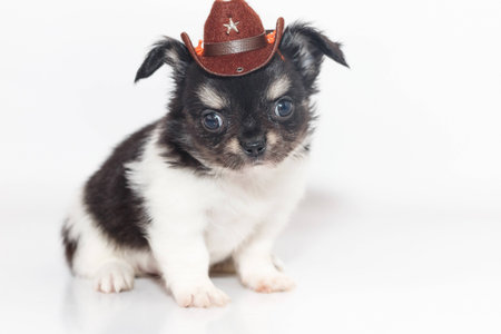 Cute Chihuahua puppy Wearing cowboy hat, sitting on white floor.の写真素材
