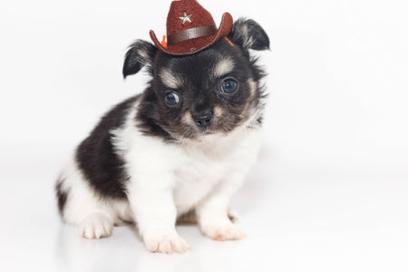 Cute Chihuahua puppy Wearing cowboy hat, sitting on white floor.の写真素材