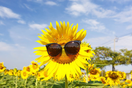 Sunflower wearing sunglasses on blue skyの写真素材