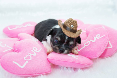 Cute puppy on Valentine's Day with Pink hearton white backgroundの写真素材
