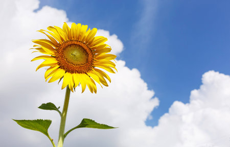 sunflower cloudy on blue sky and bright sun lightsの写真素材