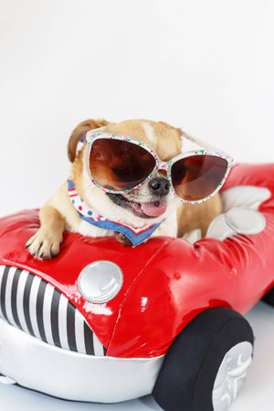 Cute chihuahua dog wearing sunglasses sits on a red car with a white background.の写真素材
