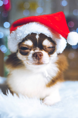 Chihuahua puppy dog wearing santa hat with bokeh background for Christmas day.Vintage styleの写真素材
