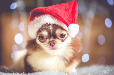 Chihuahua puppy dog wearing santa hat with bokeh background for Christmas day.Vintage styleの写真素材