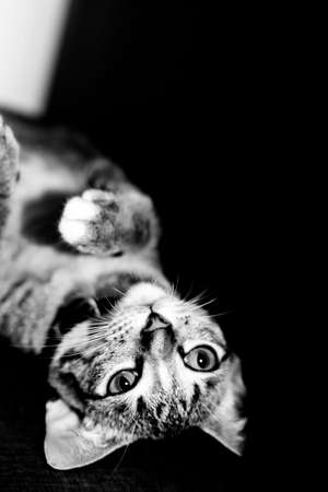 Cute cat Portrait black and white,style shadow.の写真素材