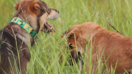 happy dogs play in green grass