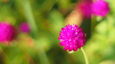 Purple flowers on green background