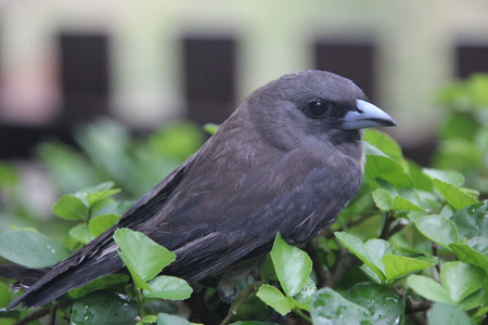 Bird in bush.の写真素材