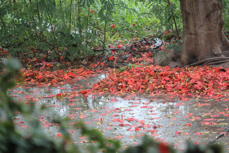 Autumn leaves on the ground after rain