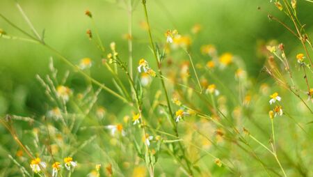 Spring meadow of white fresh daisy flowers with bright sun light, natural landscapeの写真素材