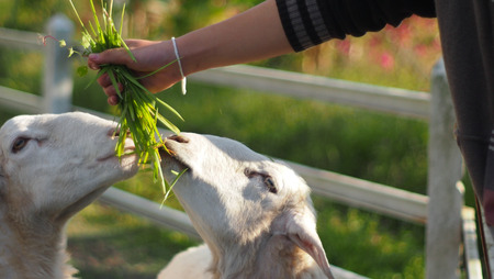 feed sheep eating with grass in farmの写真素材