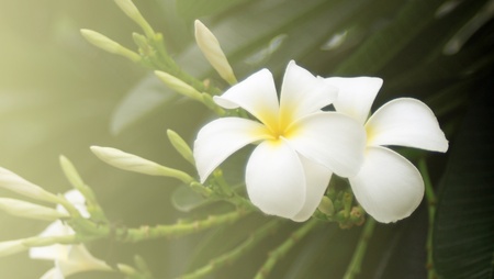 Plumeria flower blossom in the garden after rain, nature background.の写真素材
