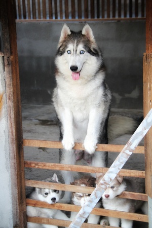 lovely siberian husky familyの写真素材