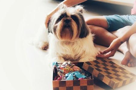 Cute shih tzu puppy looking camera, she has a lot of bow tie in box, her owner like dog fashion but she does not likeの写真素材