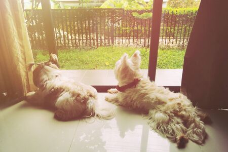 Cute shih tzu puppy and west highland white terrier looking out the door glass waiting for the owner in evening.の写真素材