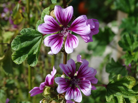 purple standing flower