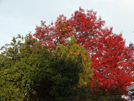 autumn colorsの写真素材