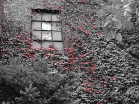 old building window with red leavesの写真素材