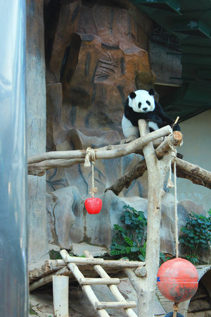 Panda Flamingo in Chiang Mai Zooの写真素材
