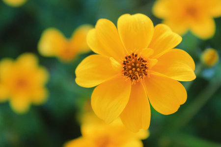 Yellow Flower in Amphoe Mae Rim, Chiang Maiの写真素材