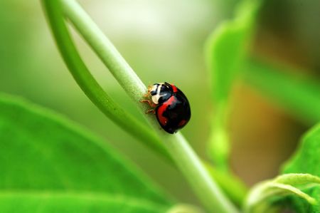 Small ladybird with major color black walking on a branchの写真素材