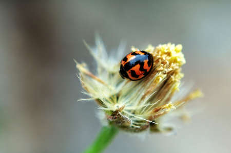 A ladybird on top of a flowerの写真素材