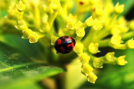 Ladybird with yellow flowerの写真素材
