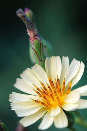 Head lettuce with blossom besideの写真素材