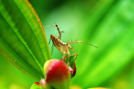 A lynx spider on red flowerの写真素材