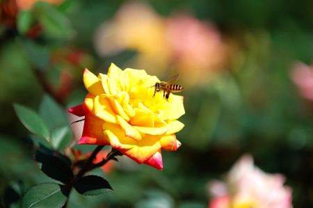 The yellow rose and the flying beeの写真素材