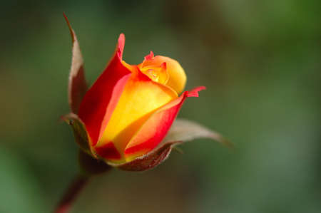 A close up of  orange (yellow) color roseの写真素材