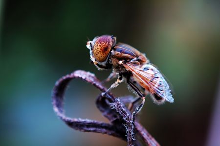 Close up shot of an eristalis tenax on withered plantの写真素材